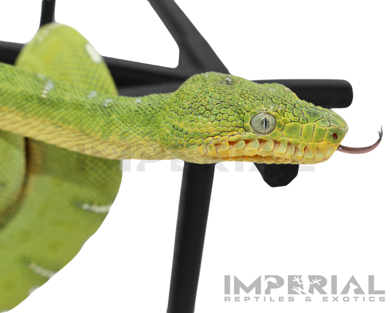 '25 CBB Northern Emerald Tree Boa - Female
