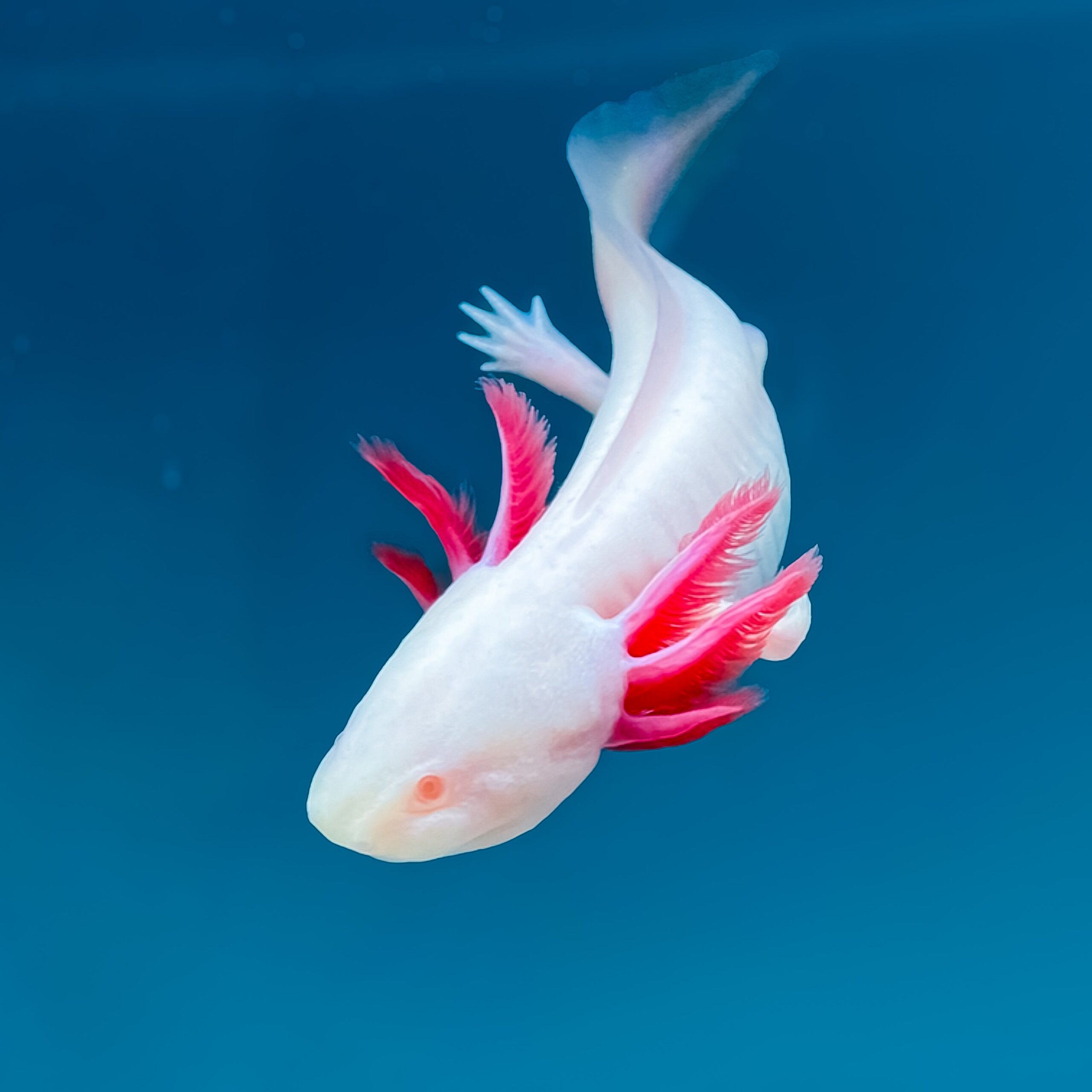 Albino Axolotl — image 3