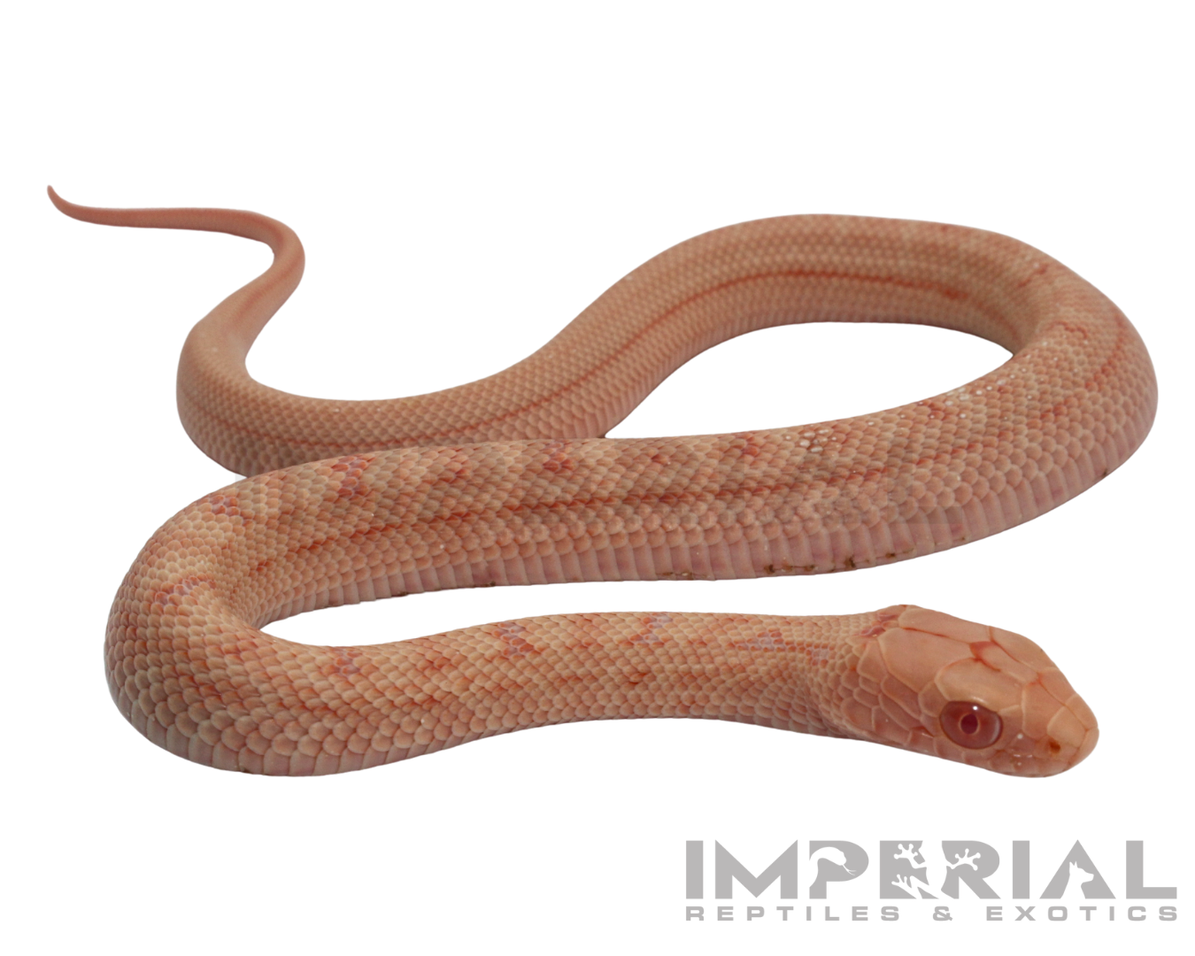 Albino Chinese King Rat Snake Baby