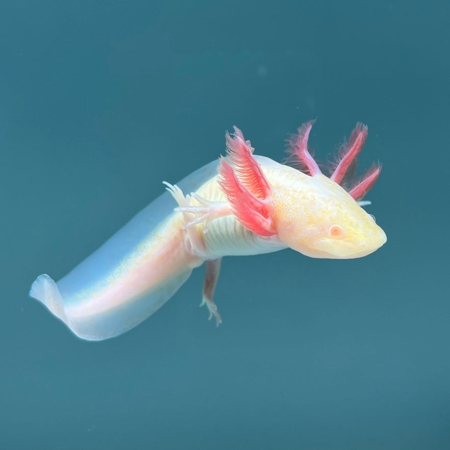 Albino Melanoid Axolotl — image 3
