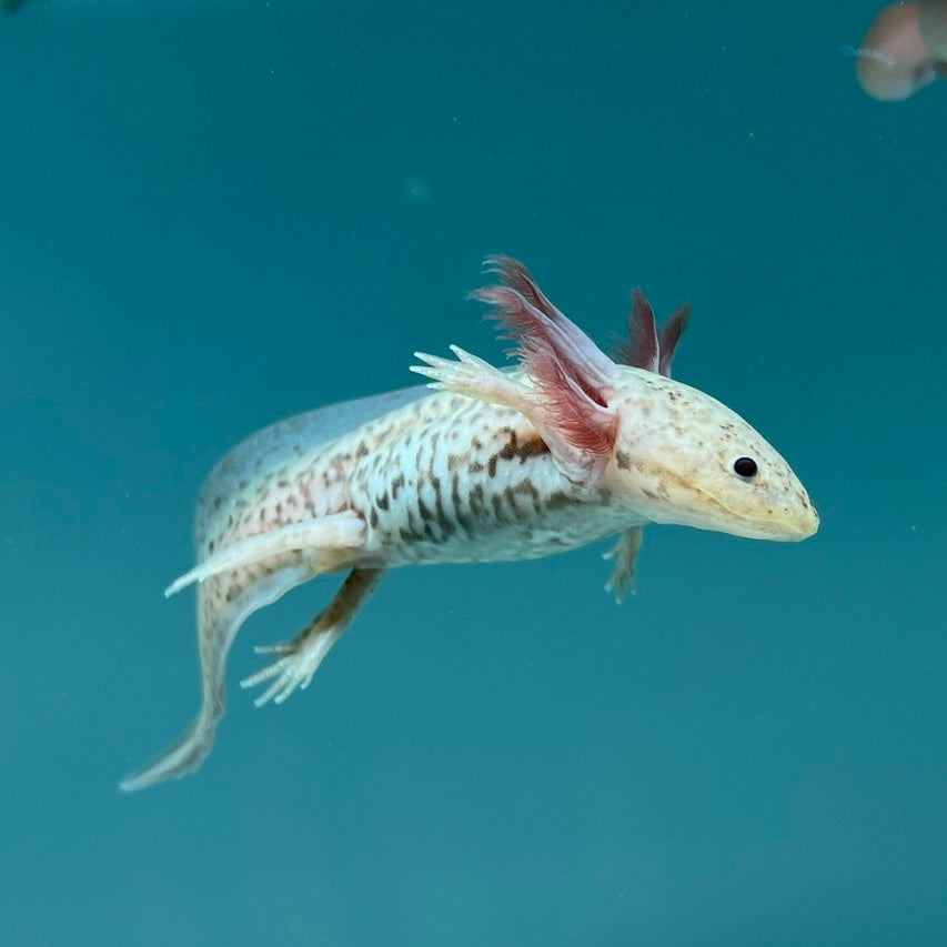 Axanthic Copper Axolotl — image 3
