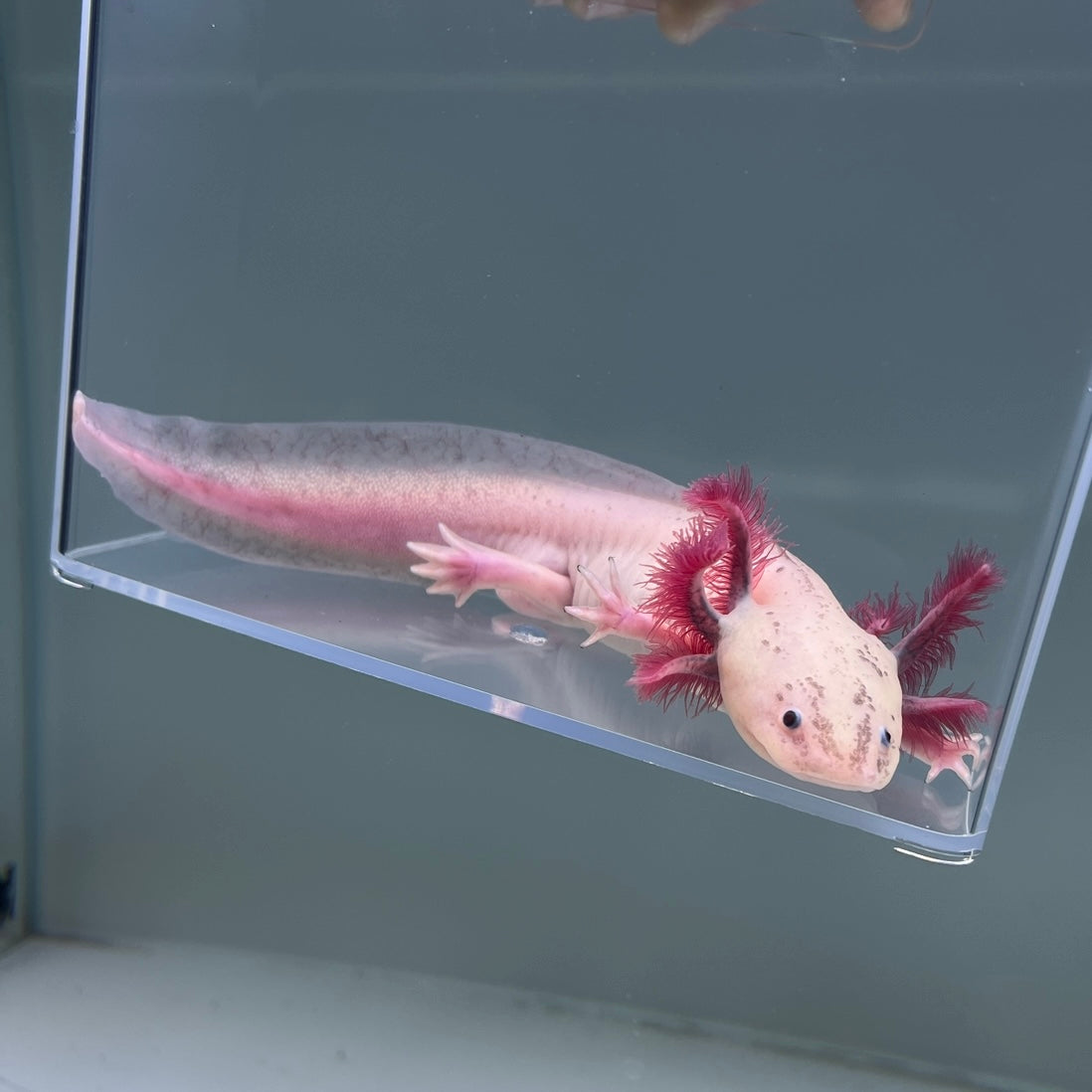 Cinco (Male) — image 2
