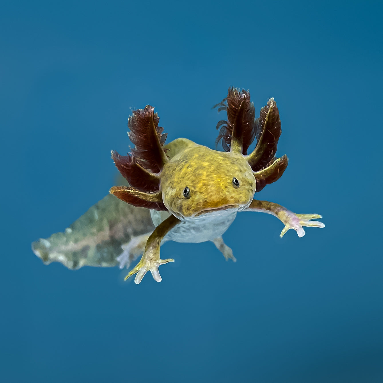 Copper Axolotl — image 3
