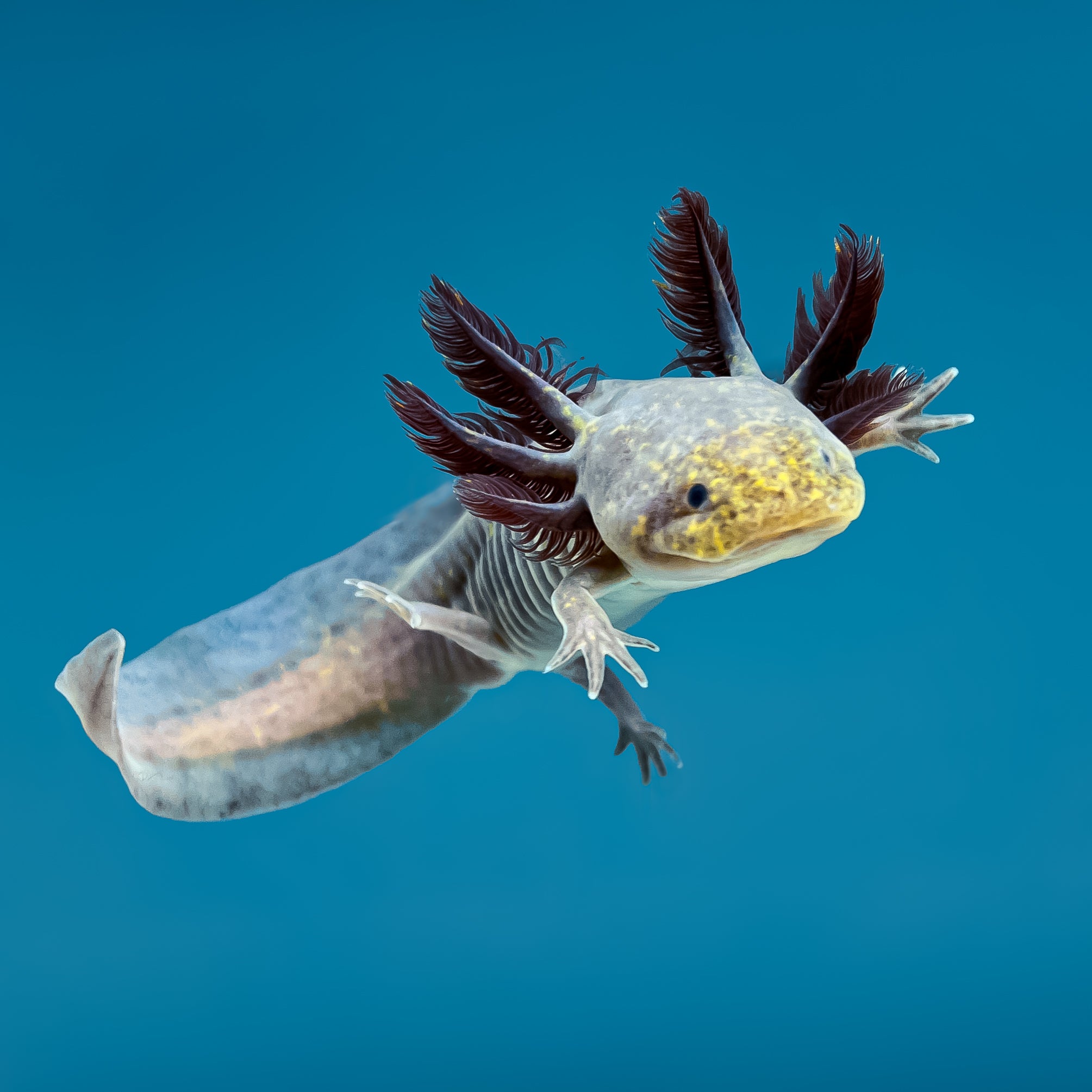 Copper Melanoid Axolotl — image 2