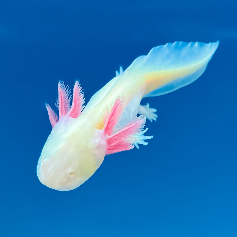 GFP Albino Axolotl — image 3