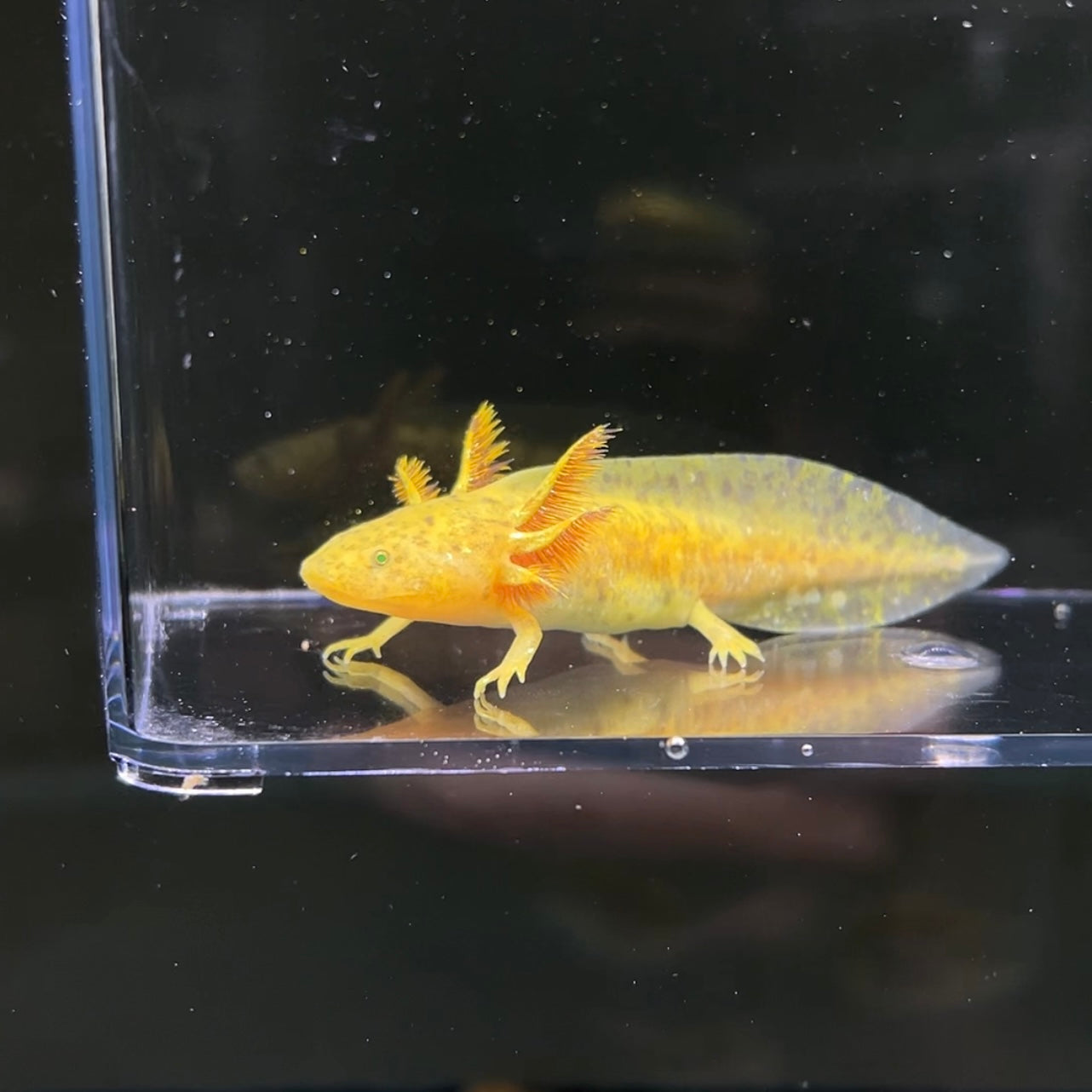 GFP Copper Axolotl — image 3