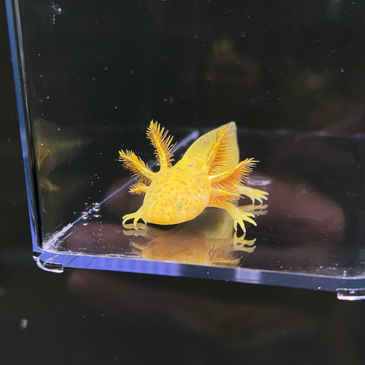 GFP Copper Axolotl — image 2