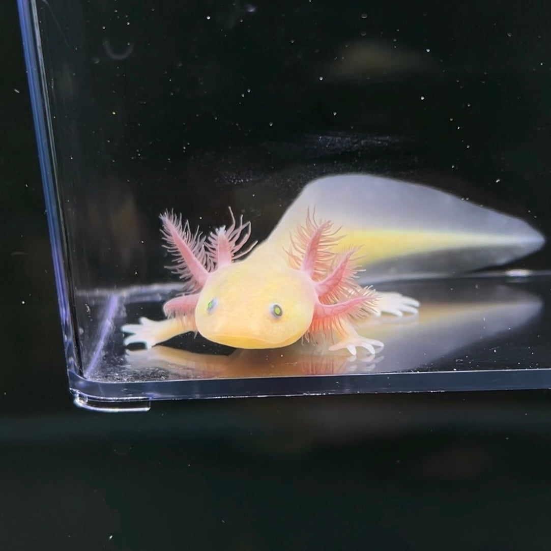 GFP Copper Melanoid Axolotl — image 2