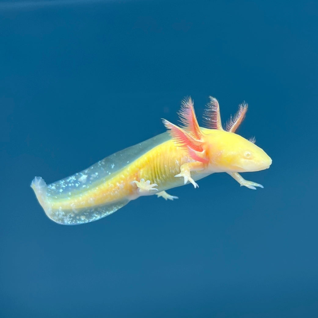 GFP Golden Albino Axolotl — image 3