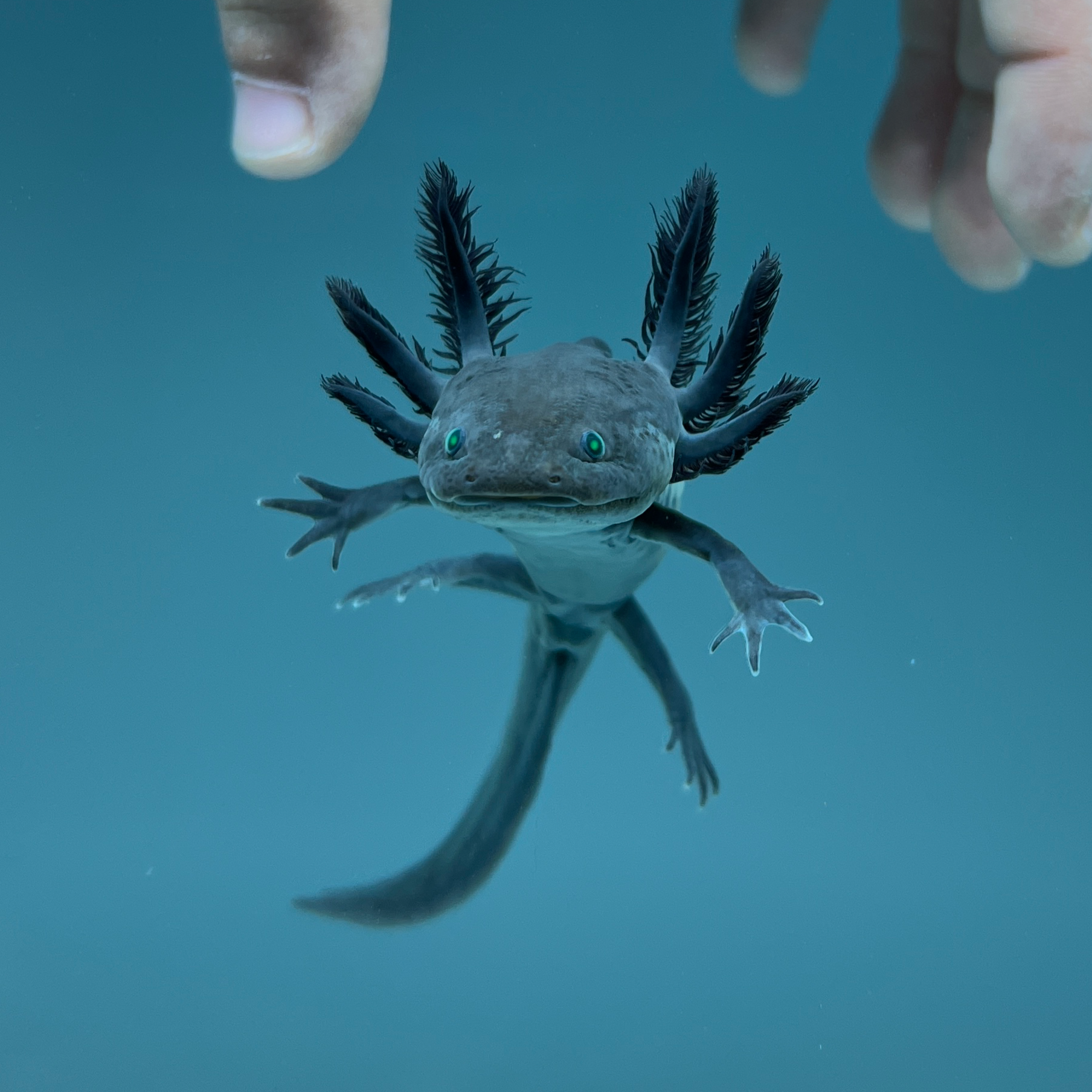 GFP Melanoid Axolotl — image 2