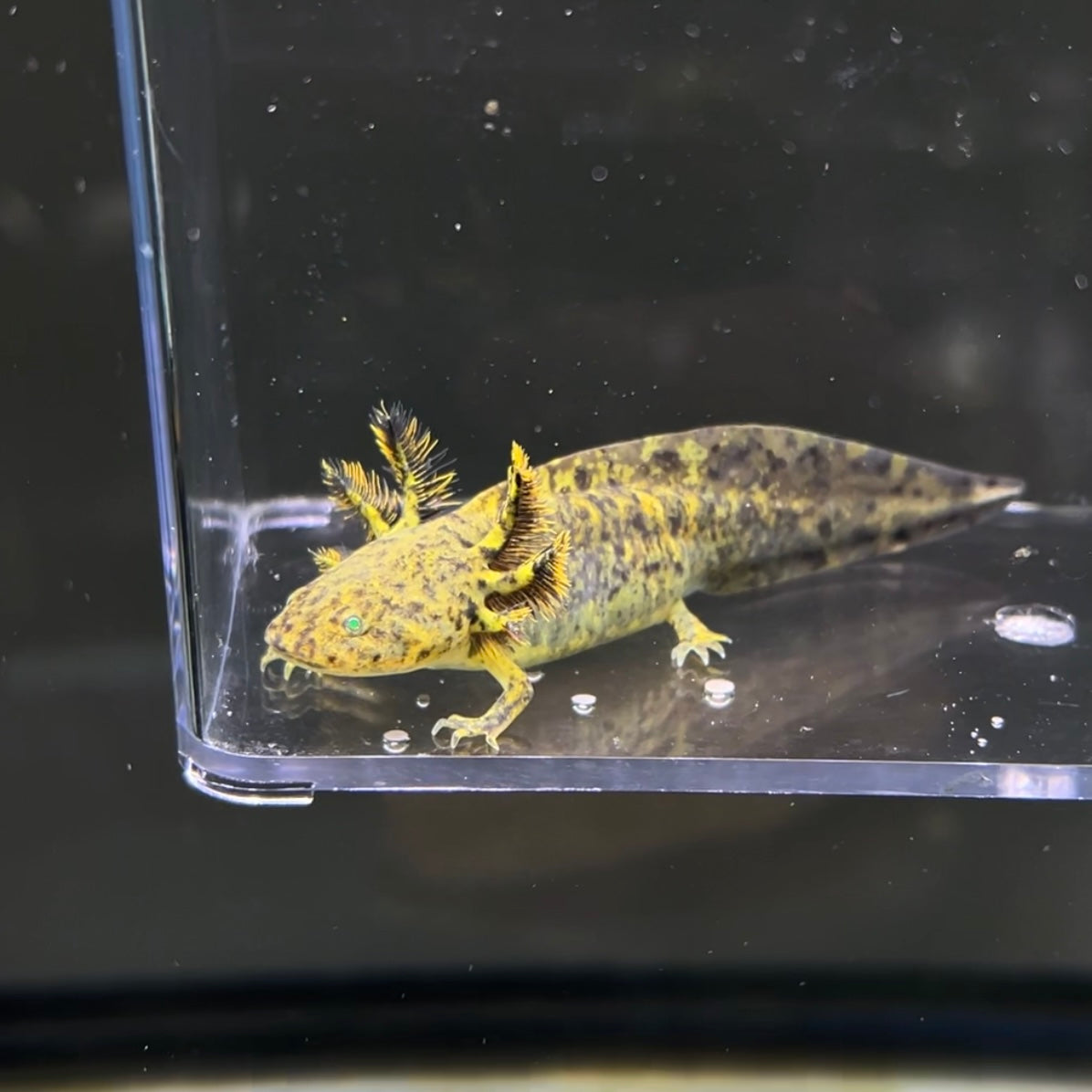 GFP Wild Type Axolotl — image 3