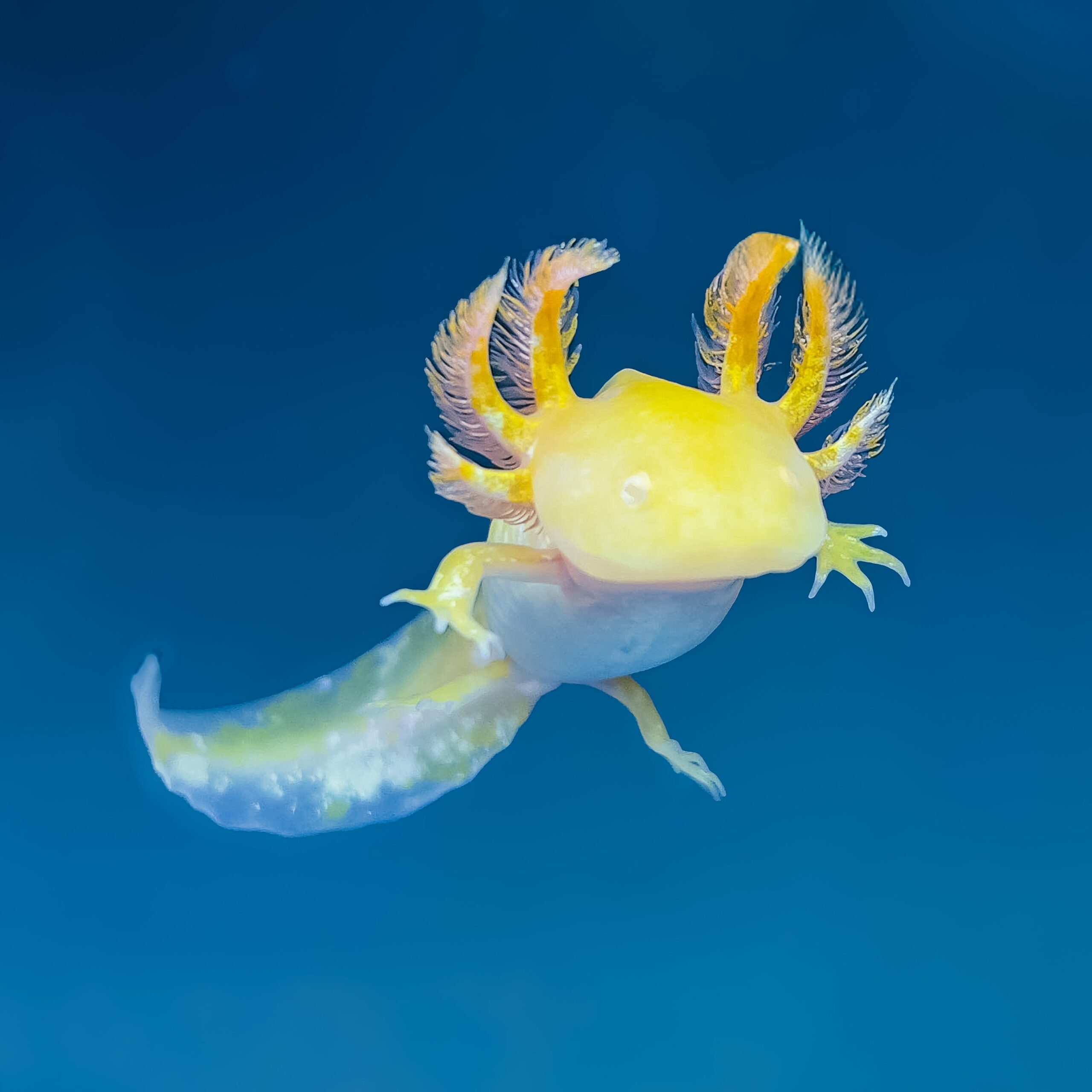 Golden Albino Axolotl — image 3