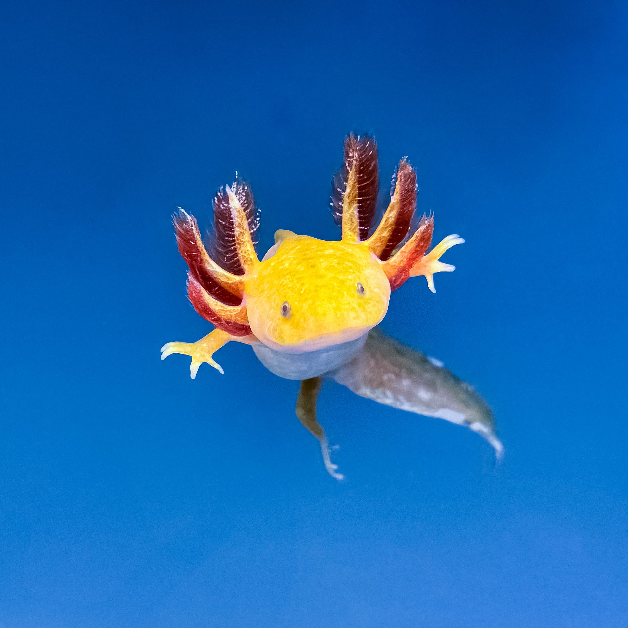 Hypomelanistic Axolotl — image 3