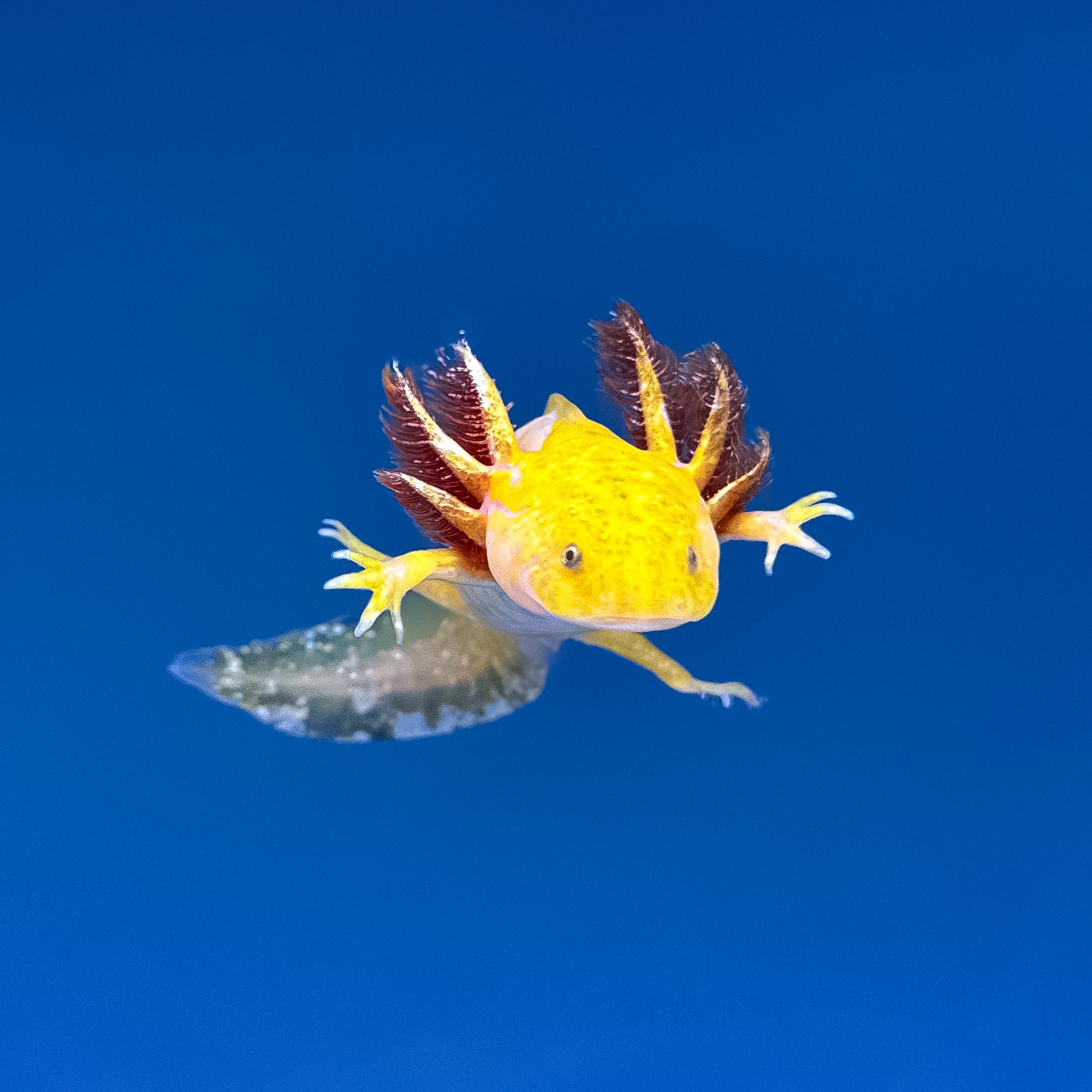 Hypomelanistic Axolotl — image 2