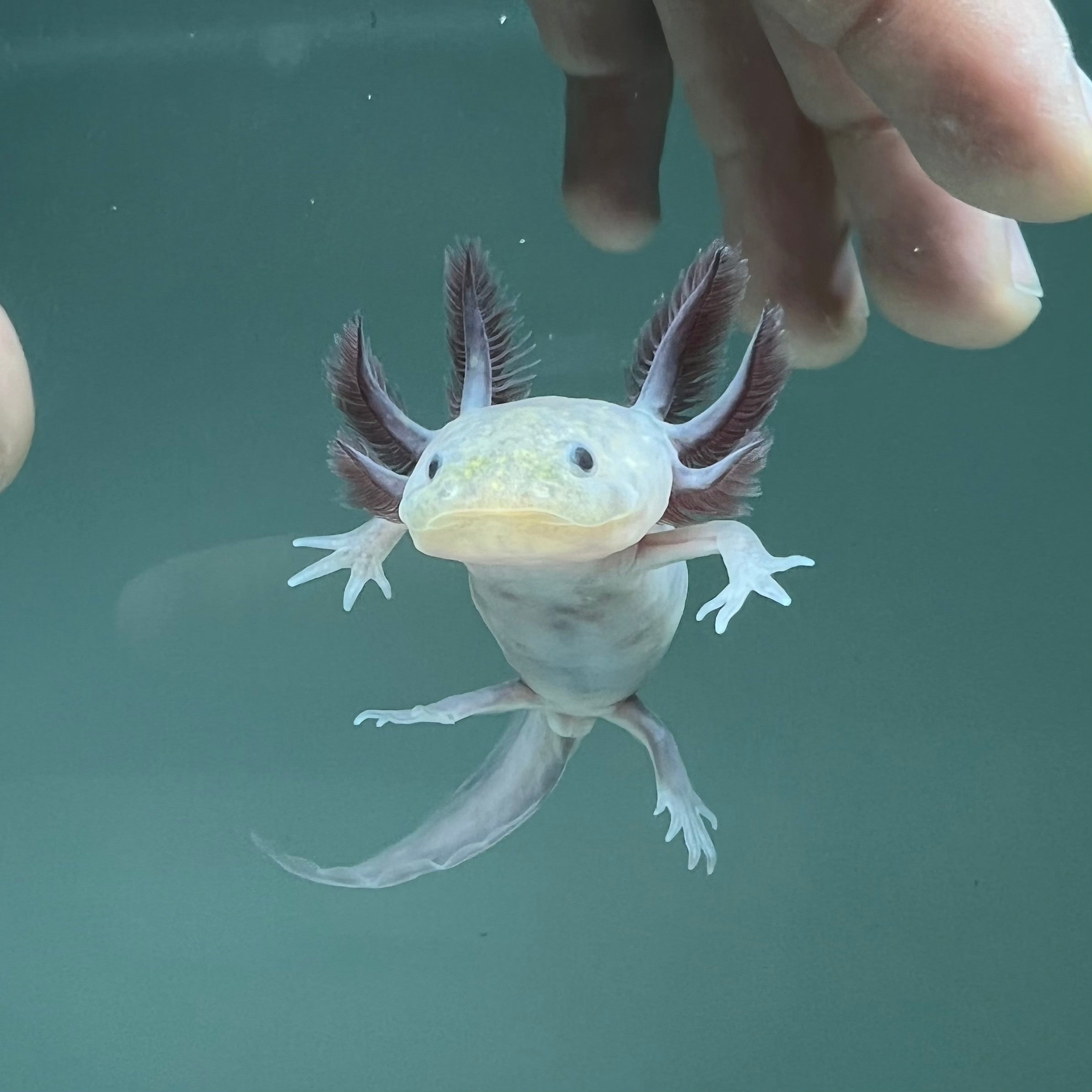 Hypomelanistic Melanoid Axolotl — image 2