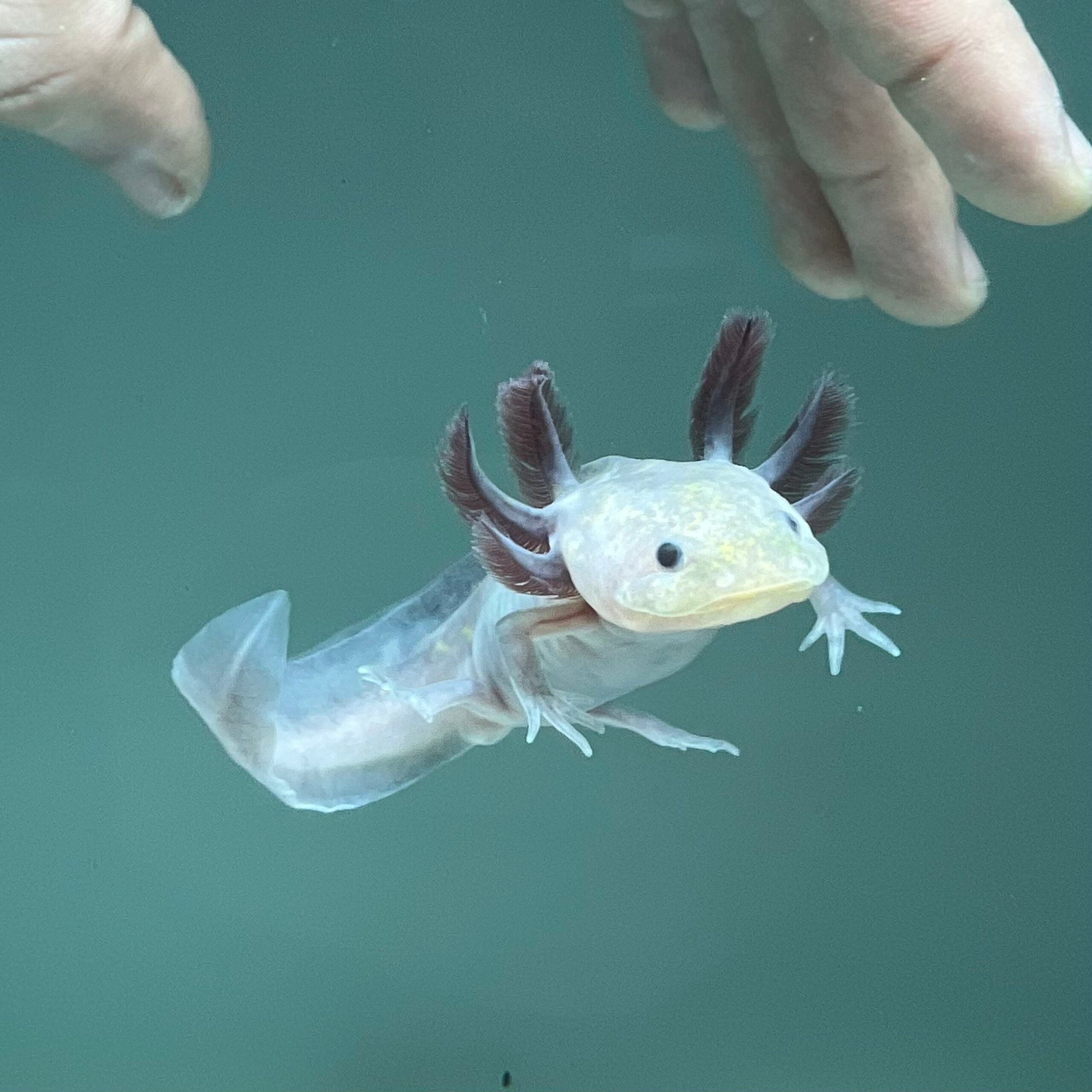 Hypomelanistic Melanoid Axolotl — image 3