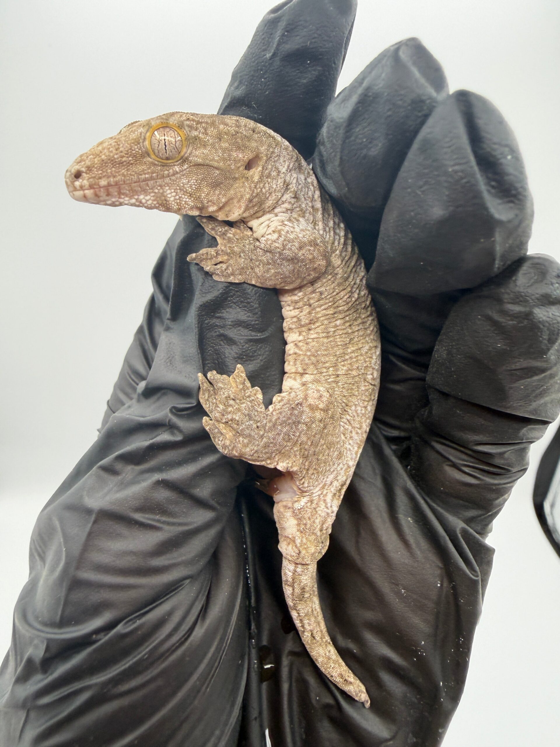 Isle of Pine Leachianus Gecko Male #111825-04