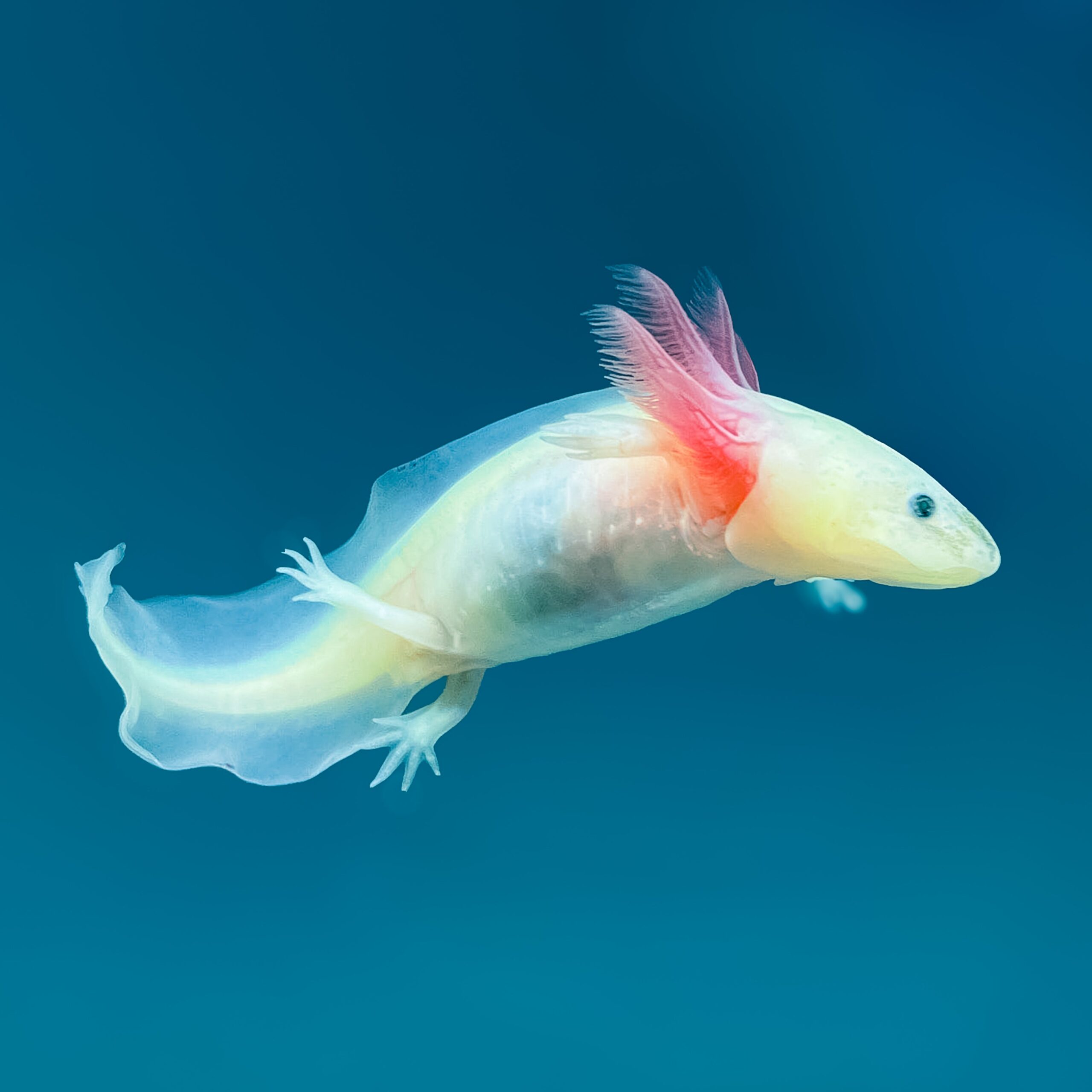 Leucistic GFP Axolotl — image 3