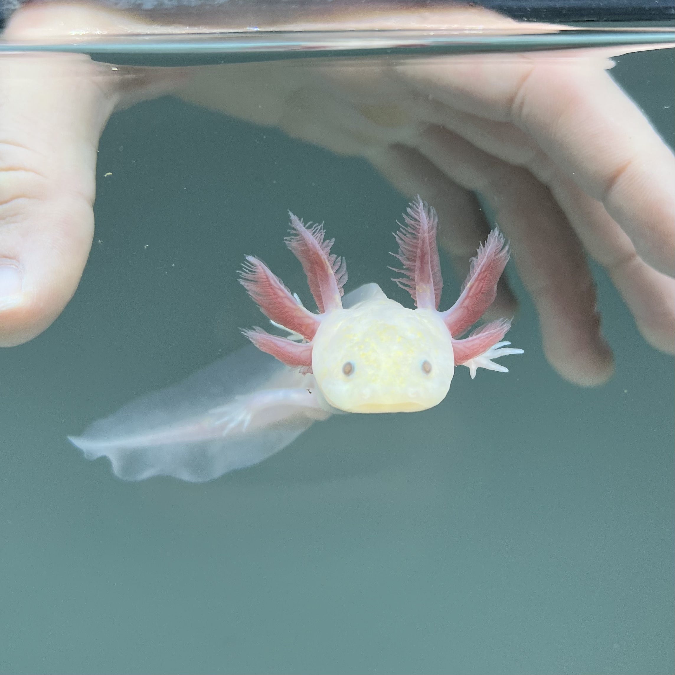 Light Hypomelanistic Melanoid Axolotl — image 3