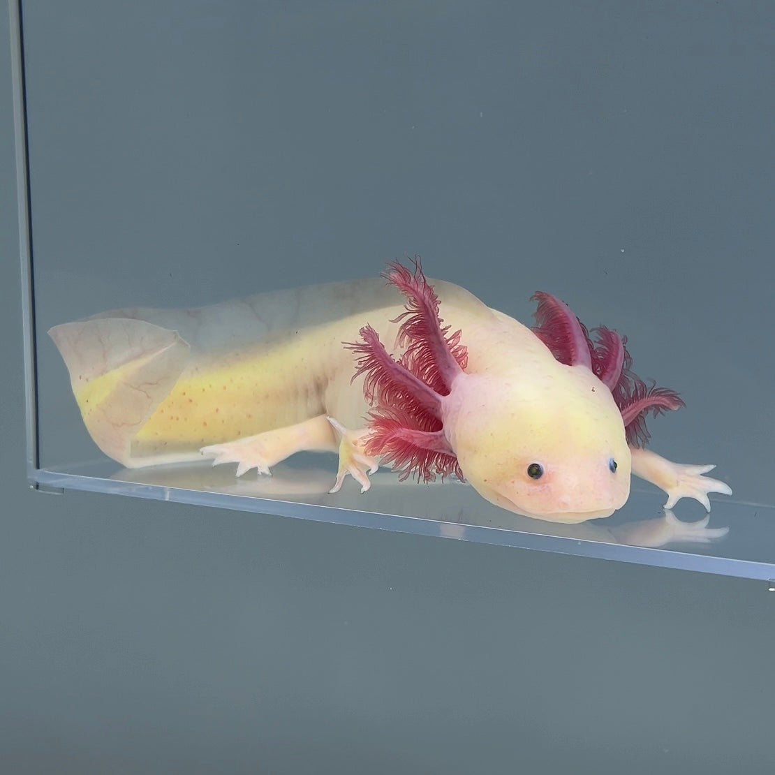 Luna (Female) — image 2