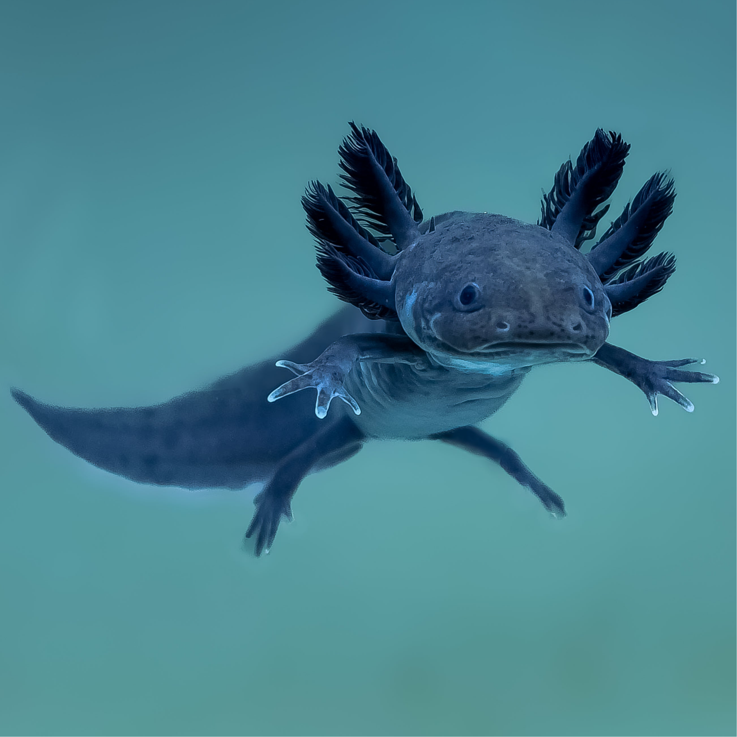 Melanoid — image 2