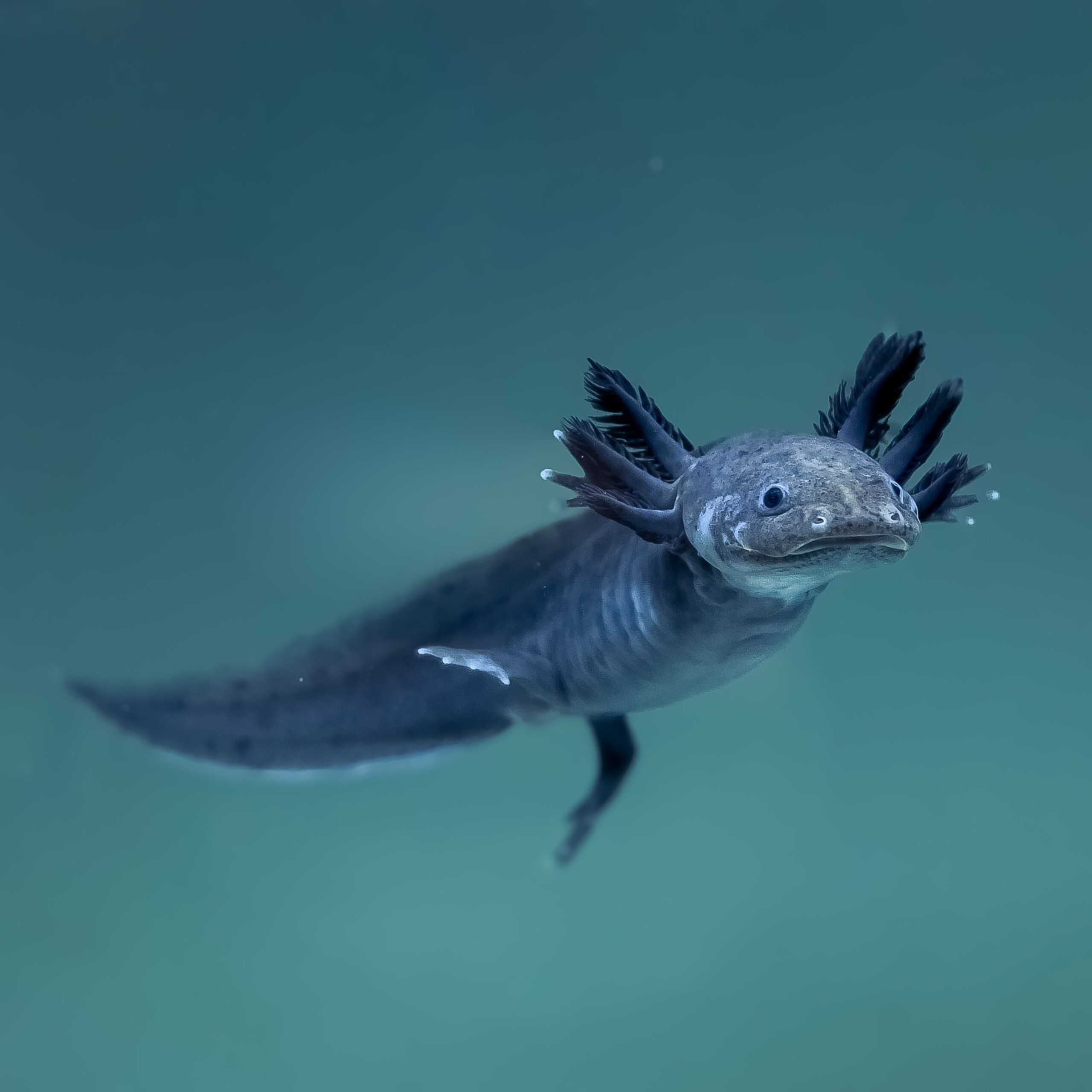 Melanoid — image 3