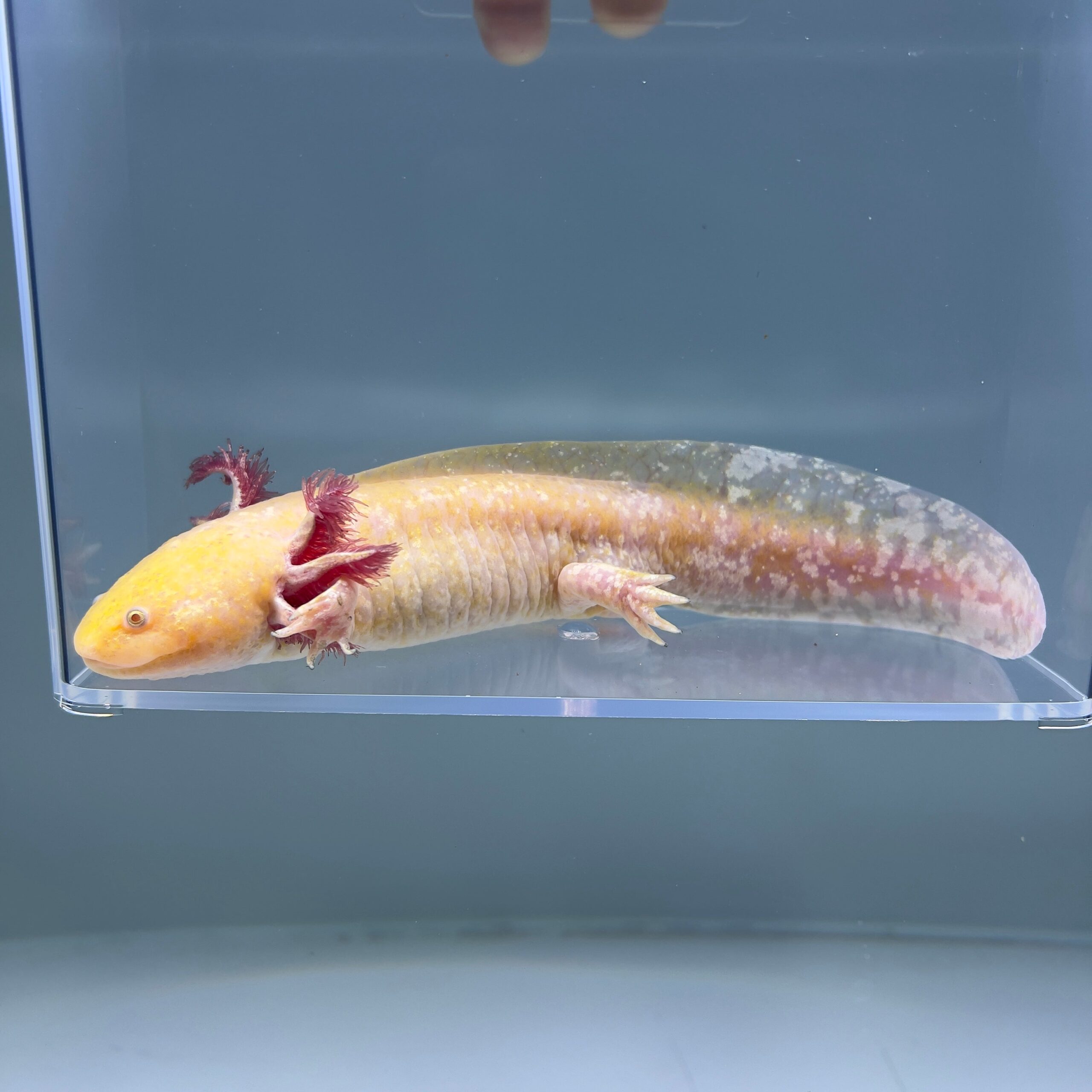 Midas (Male) — image 2