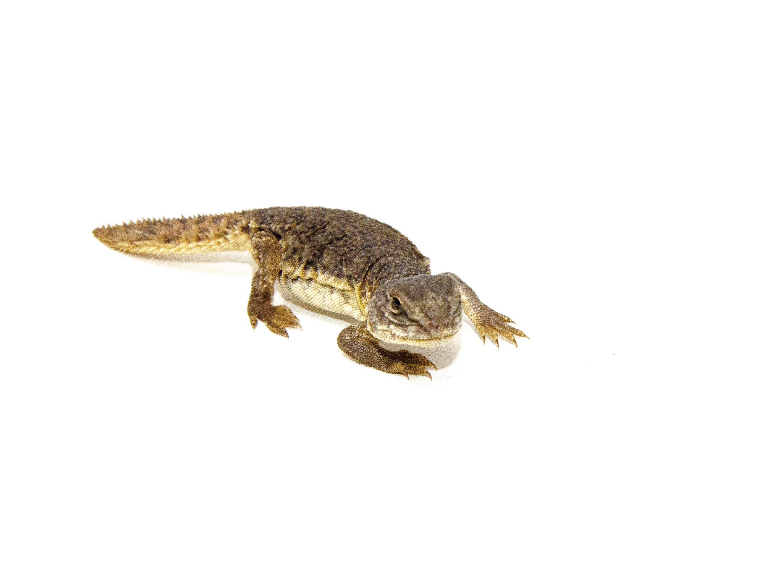 Moroccan Uromastyx (Uromastyx acanthinura) — image 2