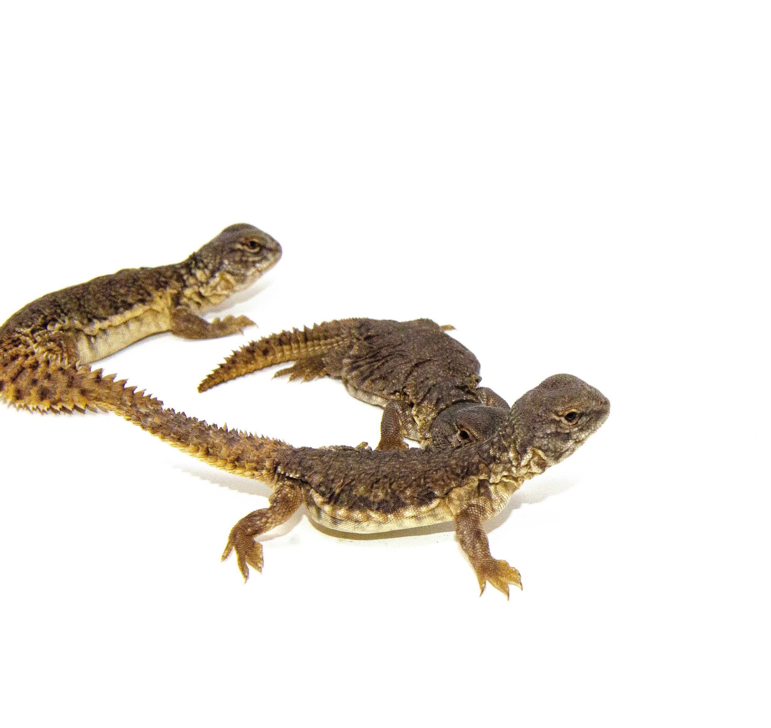Moroccan Uromastyx (Uromastyx acanthinura) — image 3
