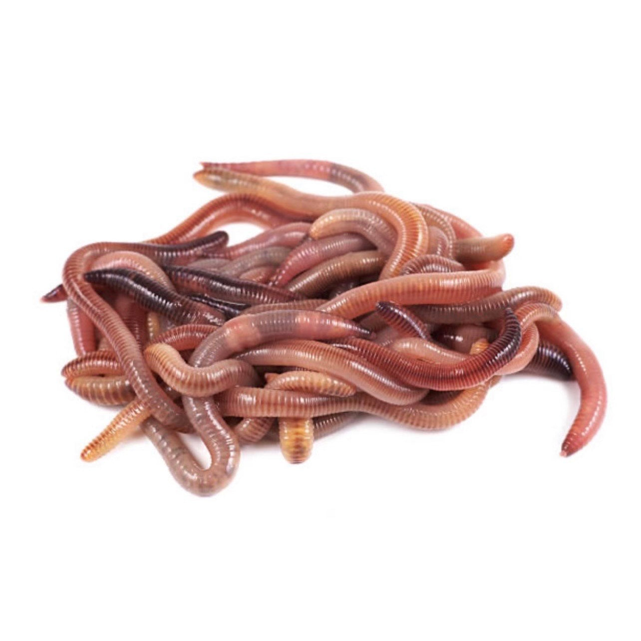 Nightcrawler Feeder Pack