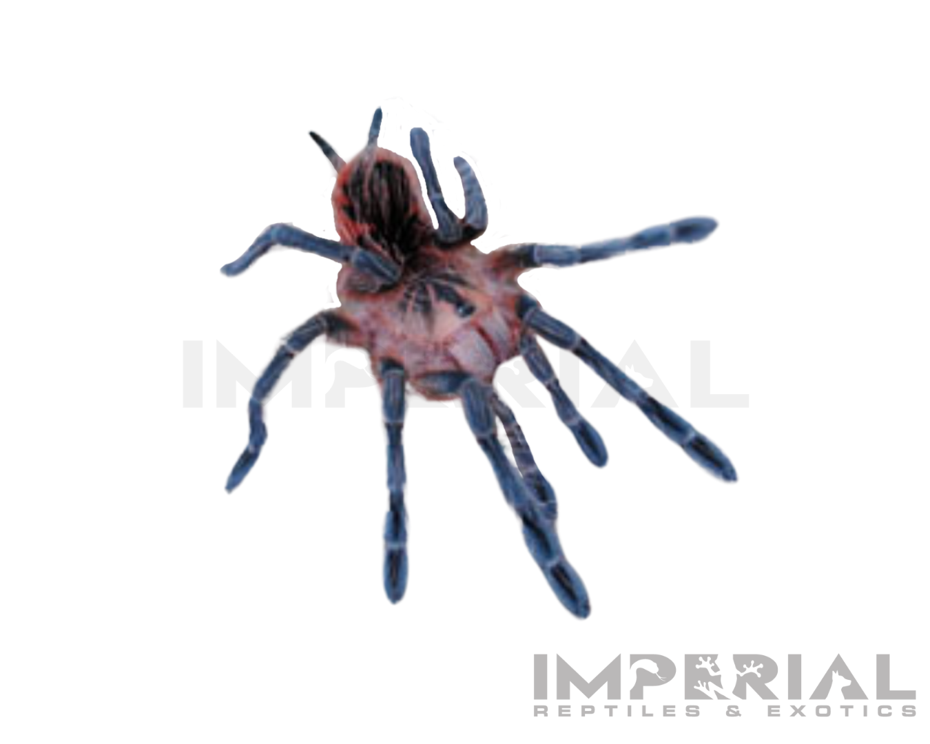 Purple Starburst Bird-eater Tarantula (Pamphobeteus sp. 'Machala')