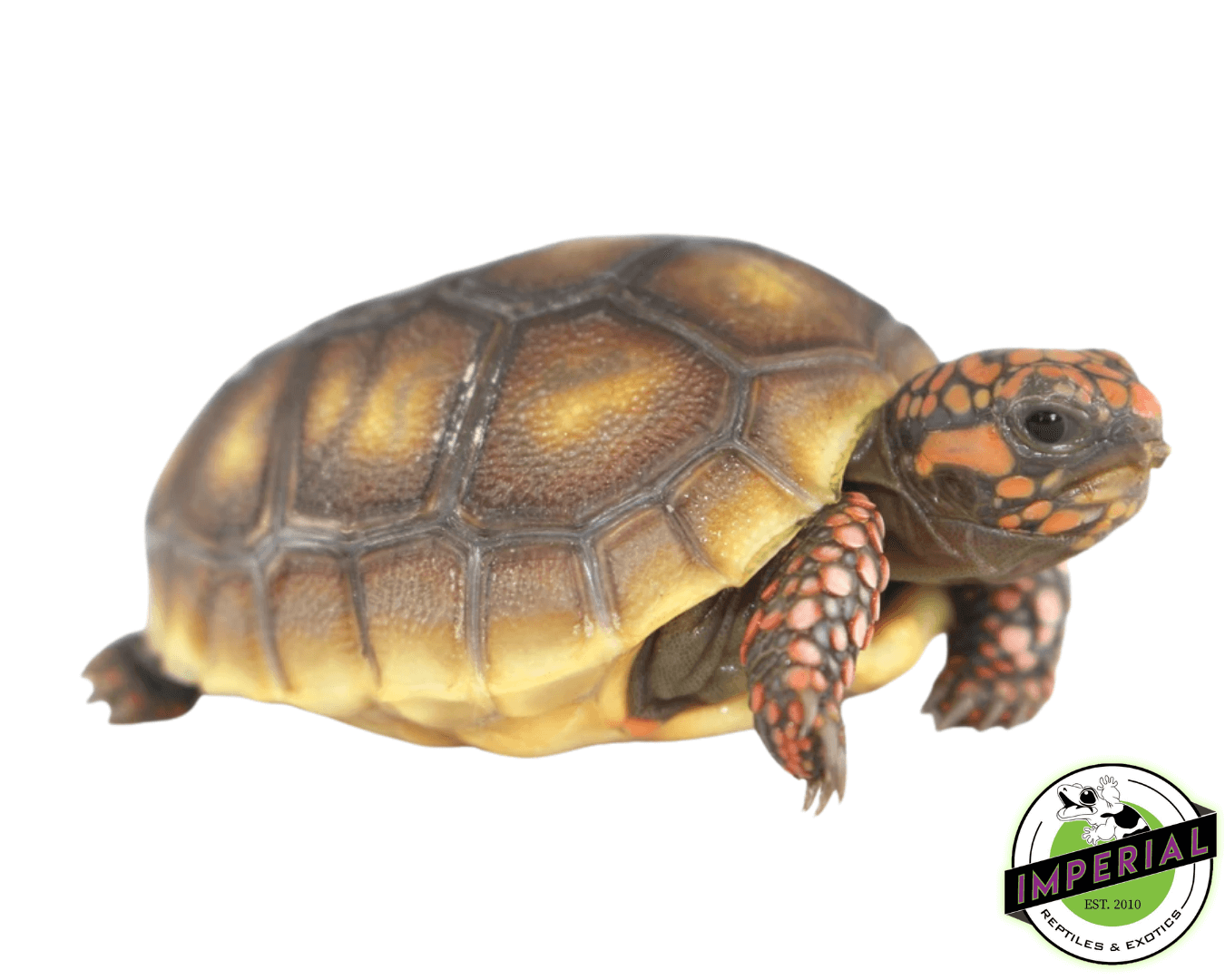 Red Foot Tortoise Baby (Mis Scute/Extra Scute) — image 2