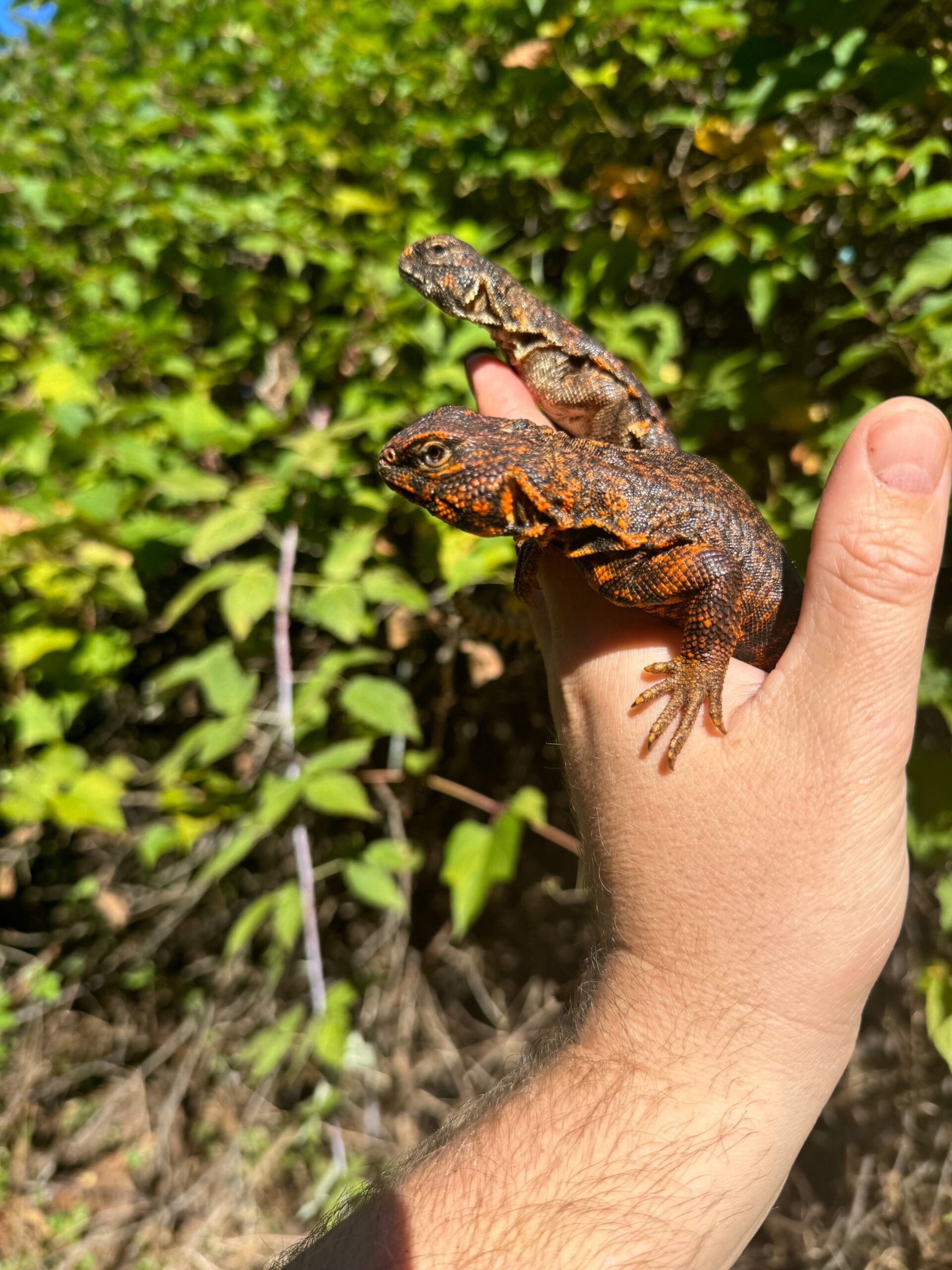 Red Niger Uromastyx Adult Pair #4 (Uromastyx geyri) — image 3