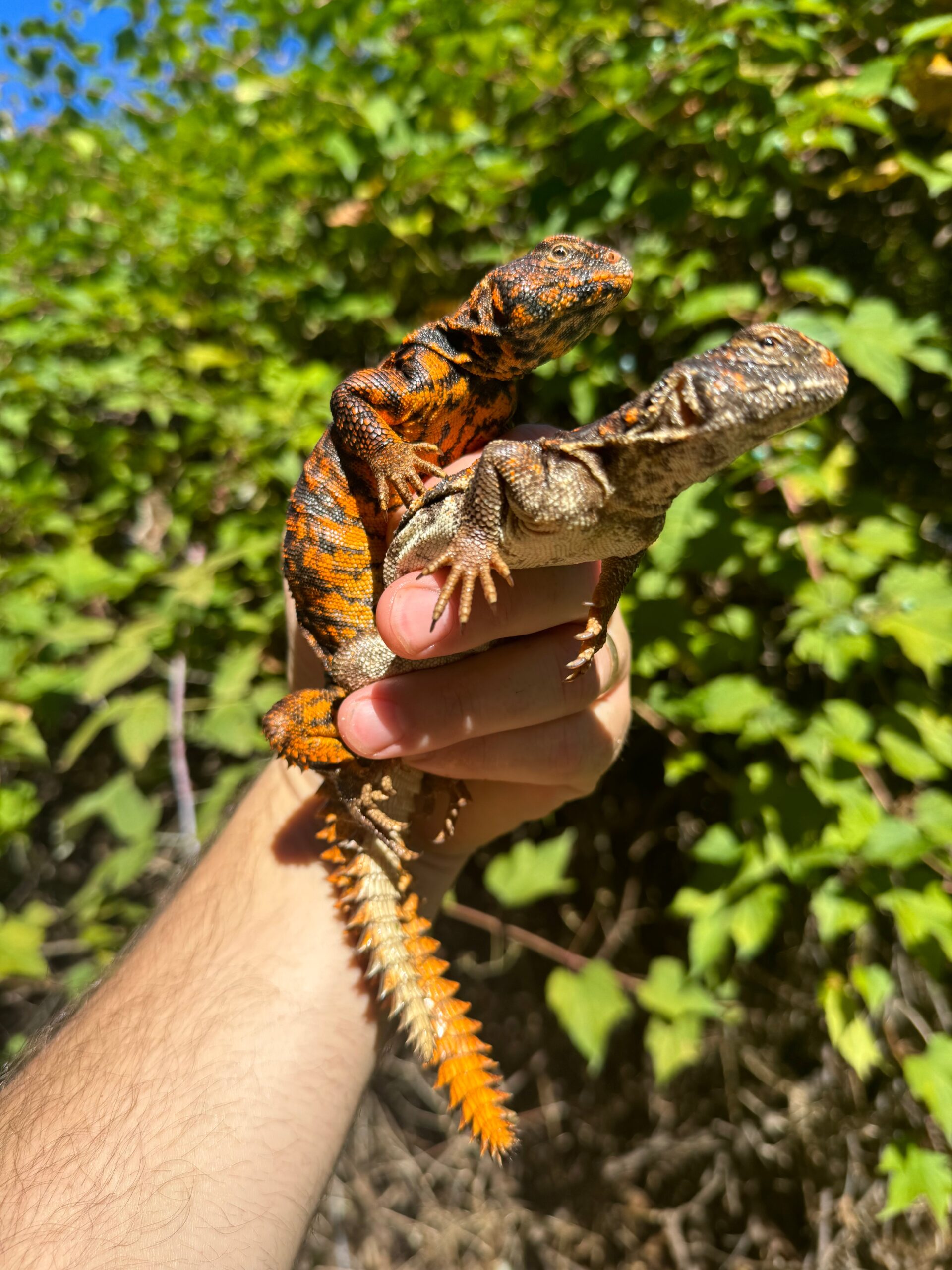 Red Niger Uromastyx Adult Pair #4 (Uromastyx geyri) — image 2