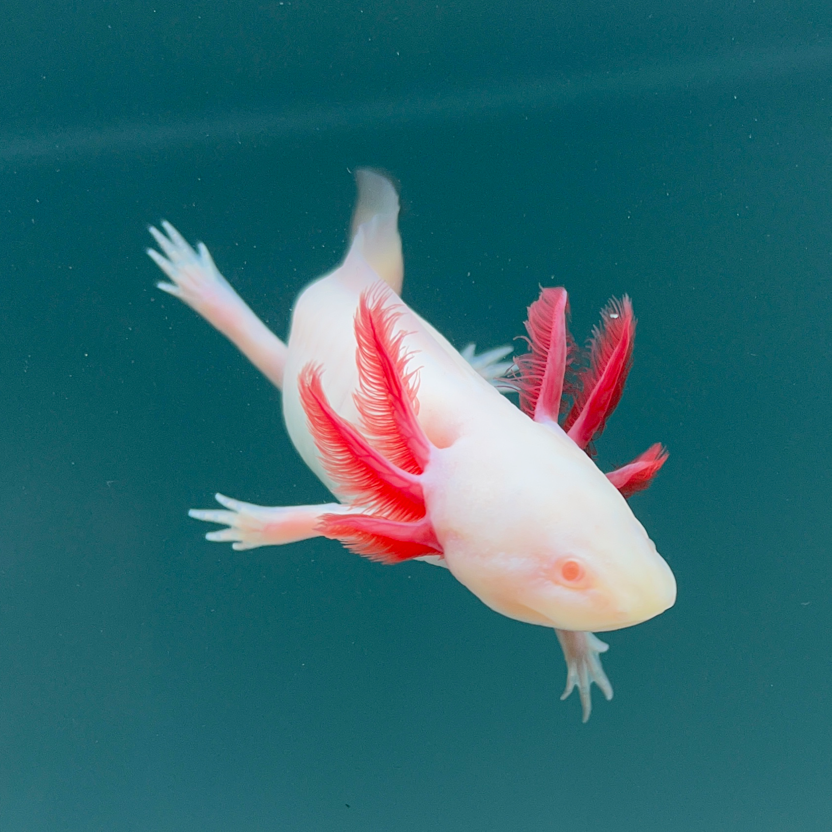Rescue Axolotls — image 2