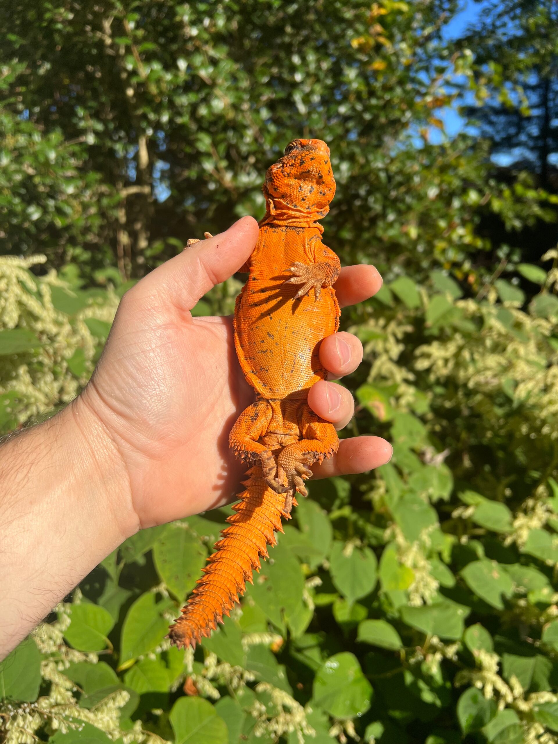 Super Red Niger Uromastyx Adult Pair #1 (Uromastyx geyri) — image 3