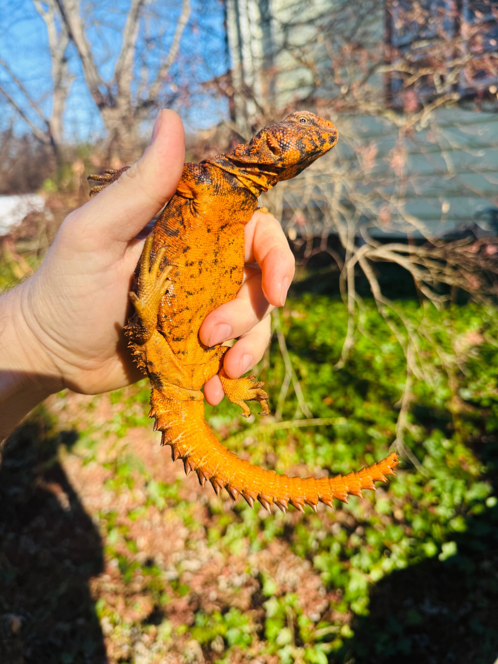 Super Red Niger Uromastyx Adult Pair #2501 (Uromastyx geyri) — image 3