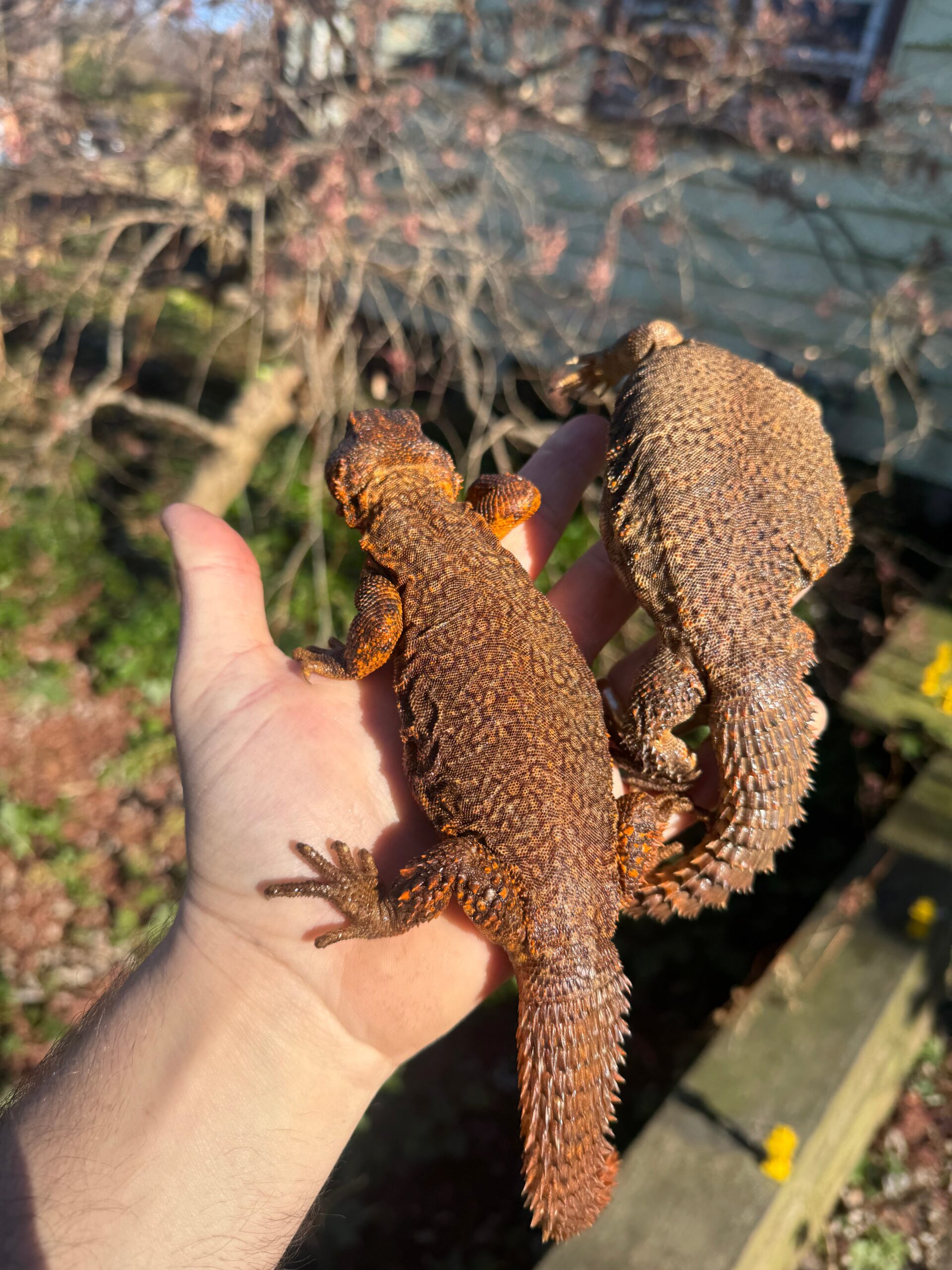 Super Red Niger Uromastyx Adult Pair #2501 (Uromastyx geyri) — image 2