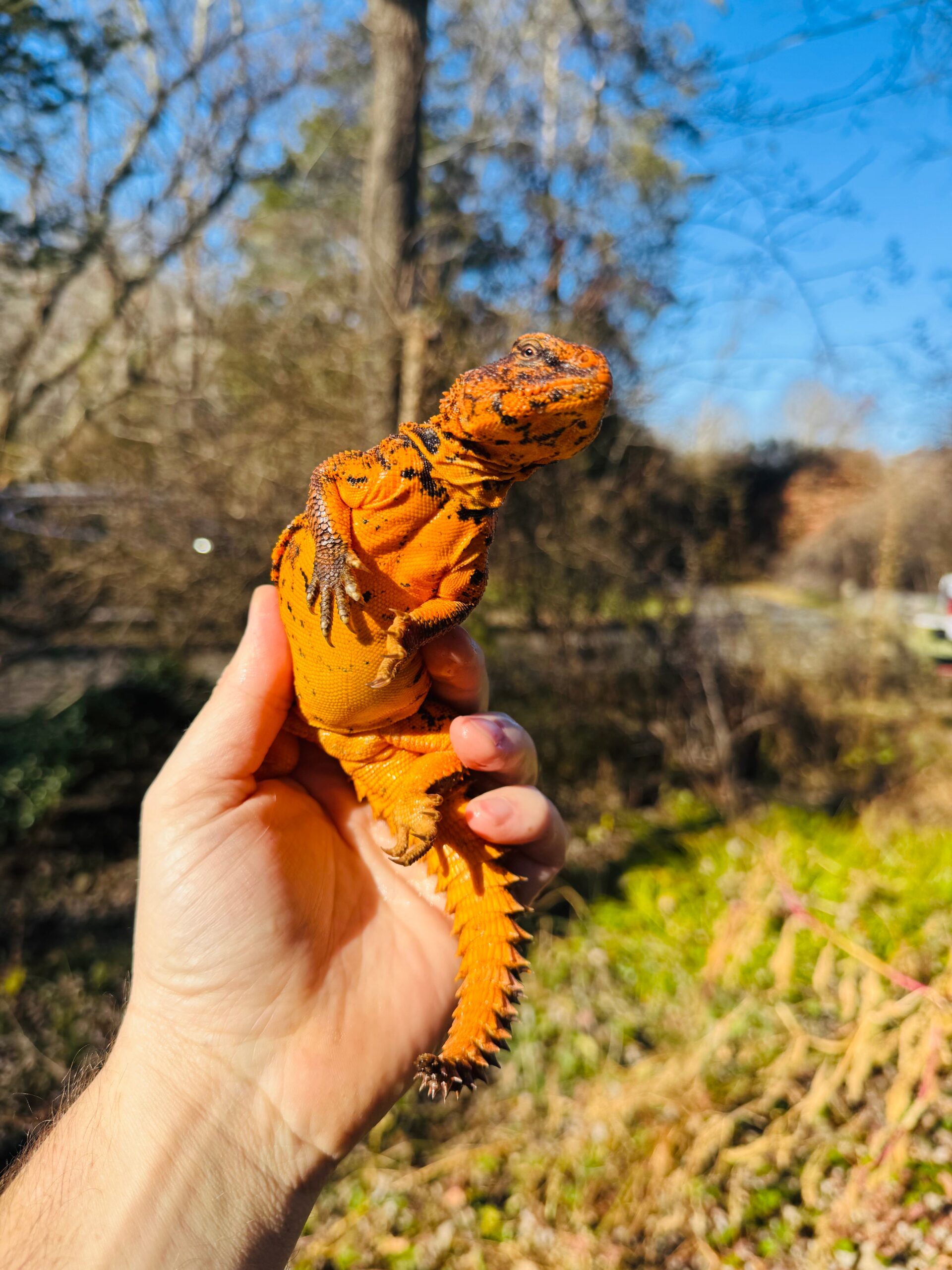 Super Red Niger Uromastyx Adult Pair #2503 (Uromastyx geyri)