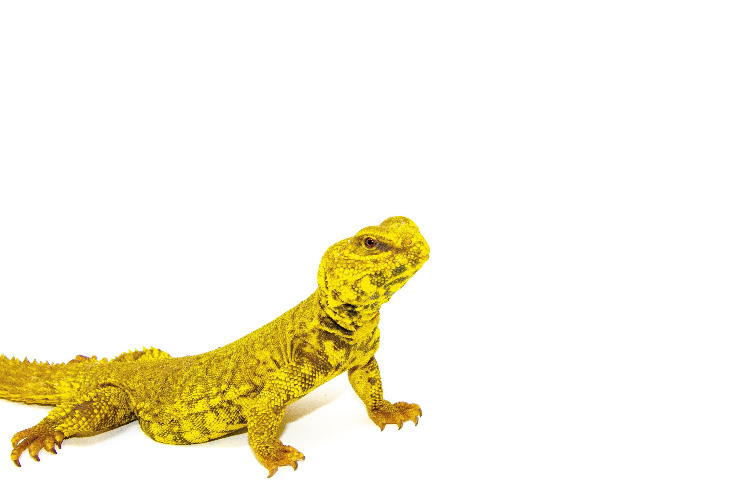 Super Yellow Niger Uromastyx (Uromastyx Geyri) — image 2