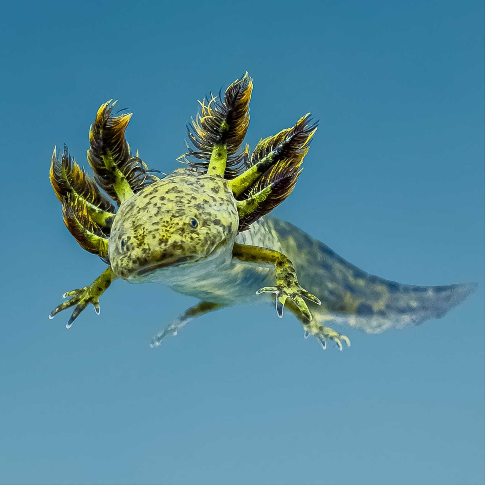 Wild Type Axolotl — image 3